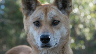 Por qué este perro ha ganado a un escarabajo explosivo o una paloma rosa el título al genoma más interesante del planeta<em></em>